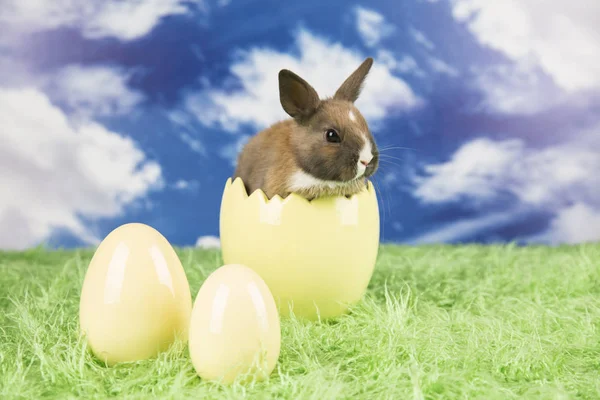 Coniglio Pasquale Nel Guscio Delle Uova Uova Colorate — Foto Stock