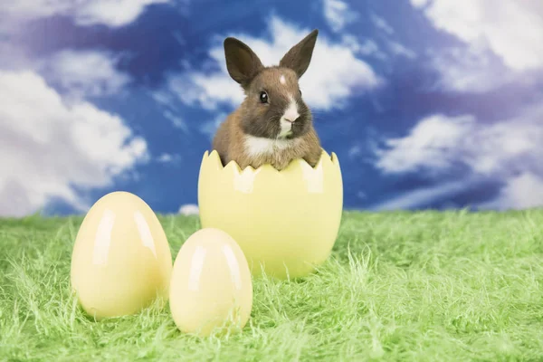 Conejo Pascua Cáscara Huevos Huevos Coloridos —  Fotos de Stock