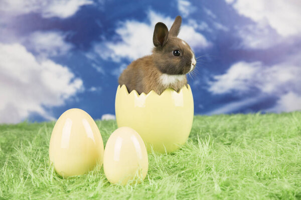 Пасхальный кролик в скорлупе яиц. Красочные яйца
