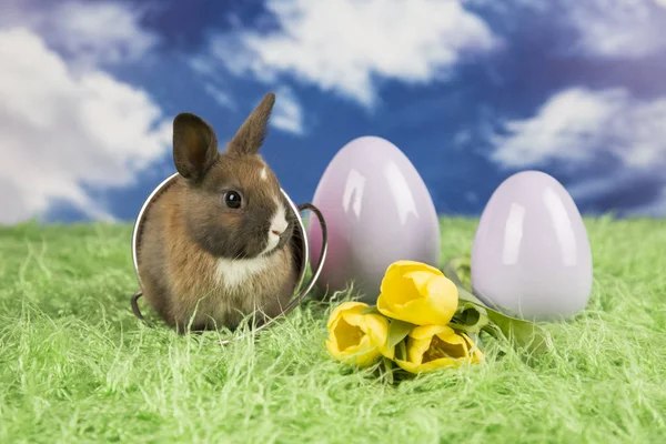 Conejo Pascua Huevos Pascua Coloridos Tulipanes Amarillos —  Fotos de Stock