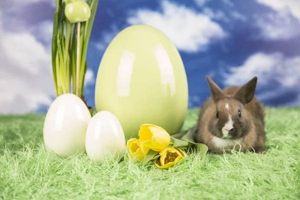 Conejo Pascua Huevos Pascua Coloridos Tulipanes Amarillos —  Fotos de Stock
