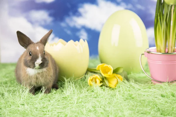 Conejo Pascua Huevos Pascua Coloridos Tulipanes Amarillos —  Fotos de Stock