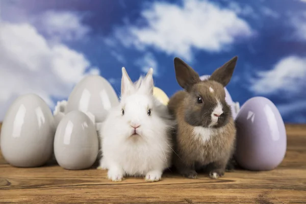 Two Easter Rabbits Colorful Eggs — Stock Photo, Image