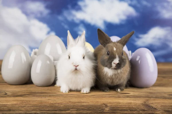 Two Easter Rabbits Colorful Eggs — Stock Photo, Image