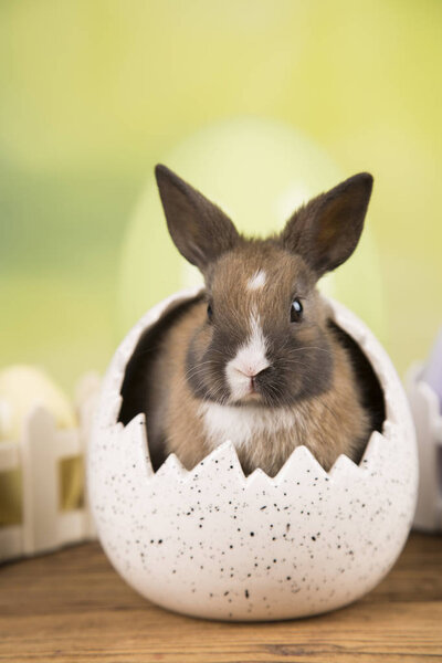 Easter rabbit in a shell of eggs. Pastel eggs.