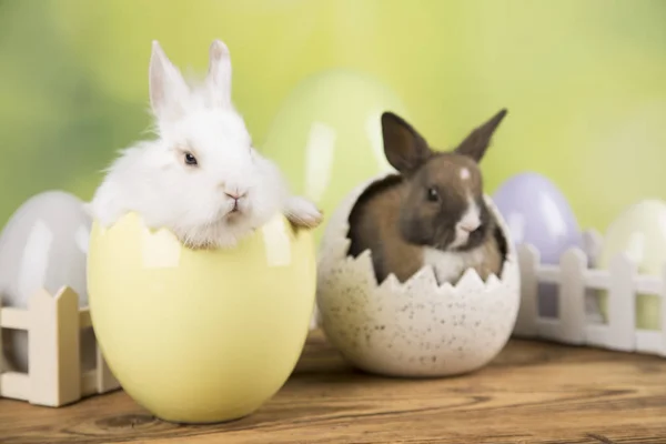 Easter Rabbit Shell Eggs Pastel Eggs — Stock Photo, Image