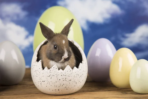 Conejo Pascua Una Cáscara Huevos Huevos Pasteles —  Fotos de Stock