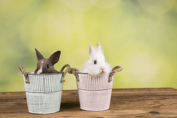 Osterhase Bunten Eimern — Stockfoto