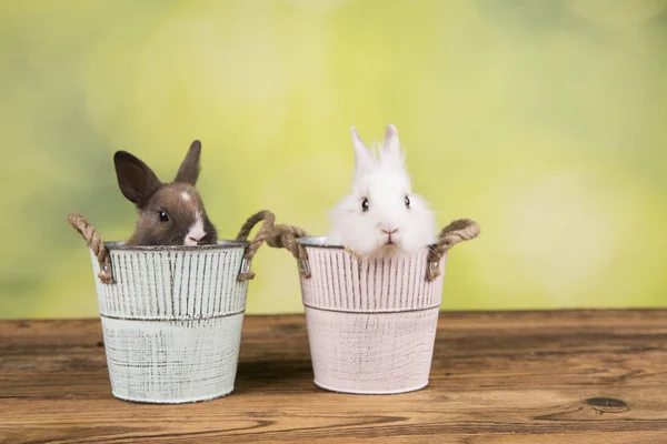 Osterhase Bunten Eimern — Stockfoto