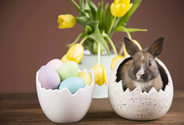 Easter Rabbit Shell Eggs Yellow Tulips Royalty Free Stock Images