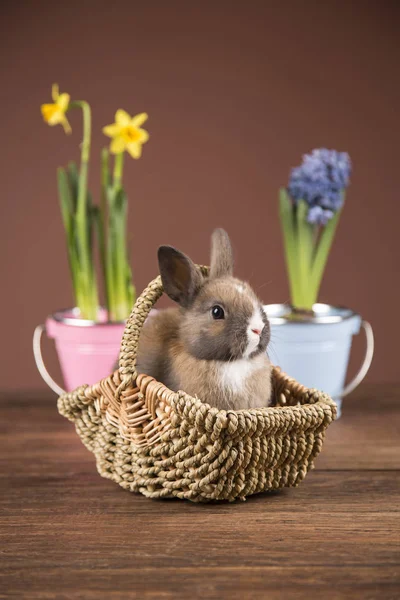 Easter Rabbit Wilkin Basket Spring Flowers Royalty Free Stock Photos