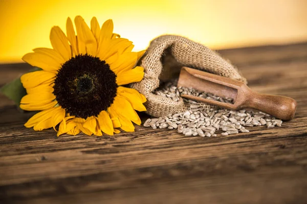 Girasol y semillas de girasol en un saco. Aceite de girasol pr — Foto de Stock