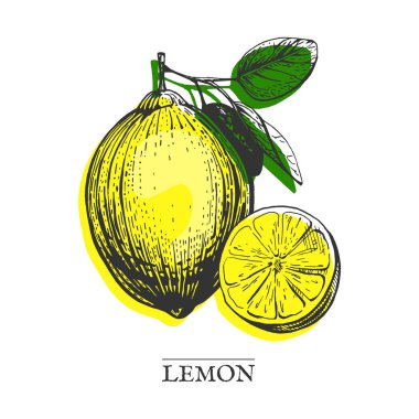 Pop sanat limon yaprakları ve dilim ile vektör Illustration. Vintage elle çizilmiş stil parlak renk altlık ile oyma.