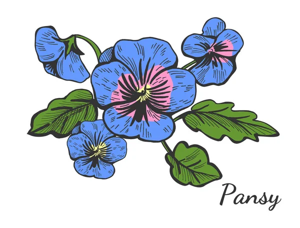 Ilustración Vectorial Arbusto Flores Pansy Dibujado Mano Ramo Estilo Dibujo — Archivo Imágenes Vectoriales