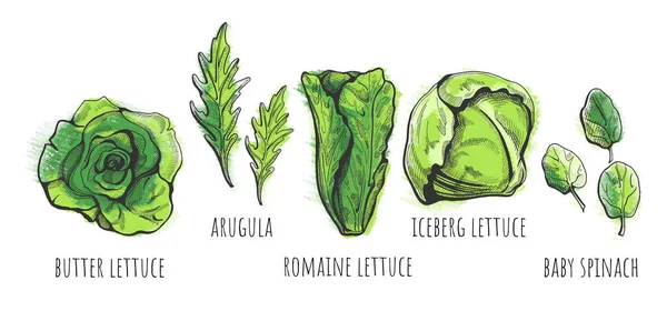 Vektoros Illusztráció Egy Kézzel Rajzolt Saláta Típusok Vaj Romaine Jéghegy — Stock Vector