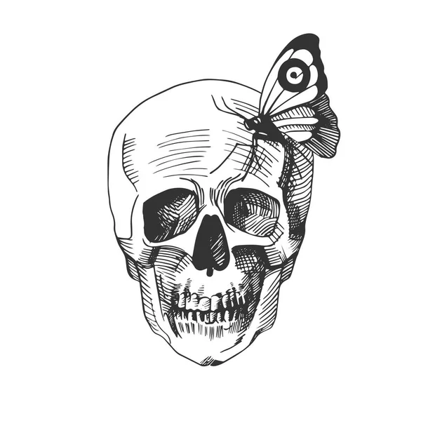 Illustrazione Vettoriale Teschio Con Una Farfalla Seduta Sopra Incisione Disegnata — Vettoriale Stock