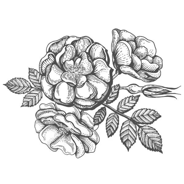 Ilustración Vectorial Ramillete Rosas Silvestres Con Hojas Flores Brotes Estilo — Archivo Imágenes Vectoriales