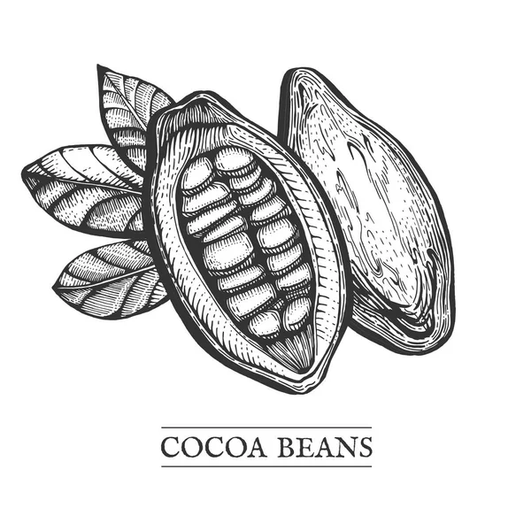 Ilustración Dibujada Mano Vectorial Una Fruta Tropical Cacao Rodajas Con — Archivo Imágenes Vectoriales