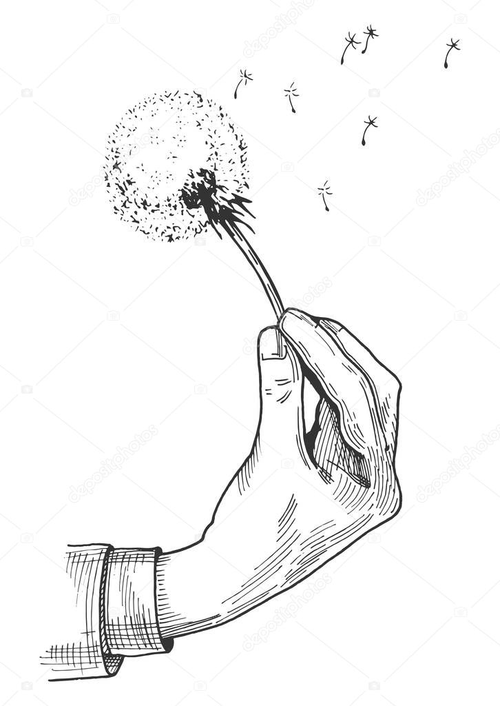 Vector hand drawn illustration of a male hand holding fluffy dandelion flower head. Blown seeds flying away. Vintage engraving style.