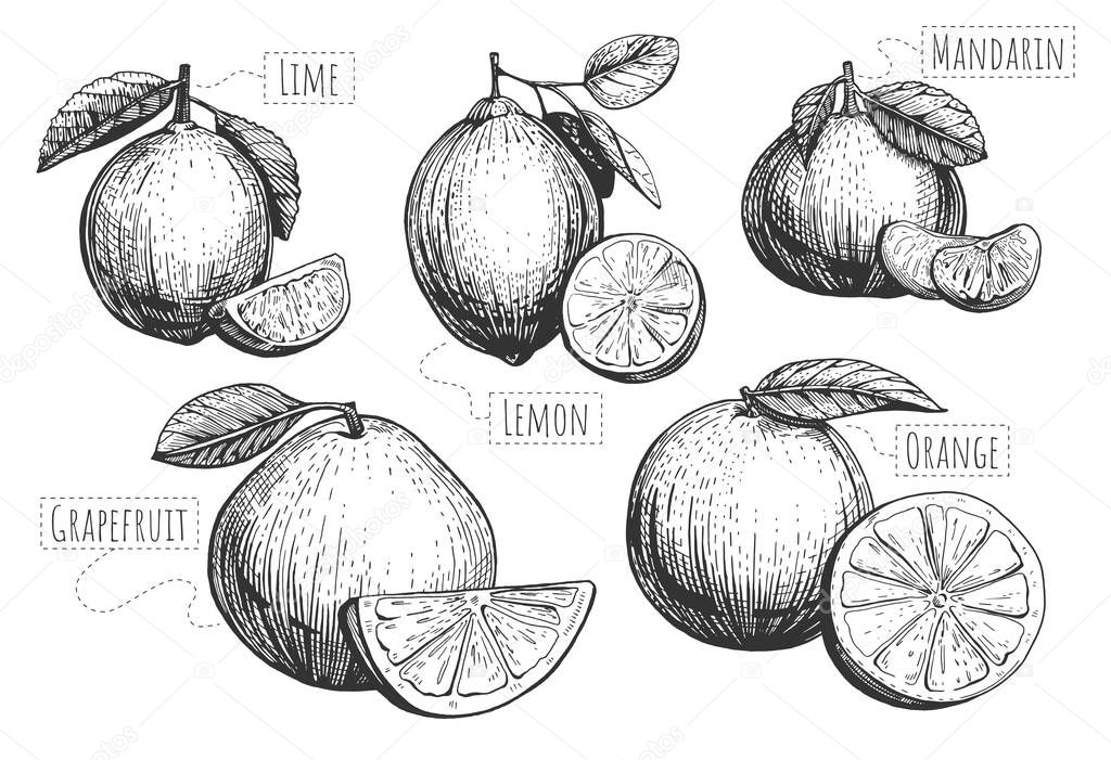 Vector illustration of citrus fruits, slices and wedges. Lime, lemon, mandarin, grapefruit, orange with leaves engraving. Vintage hand drawn style.