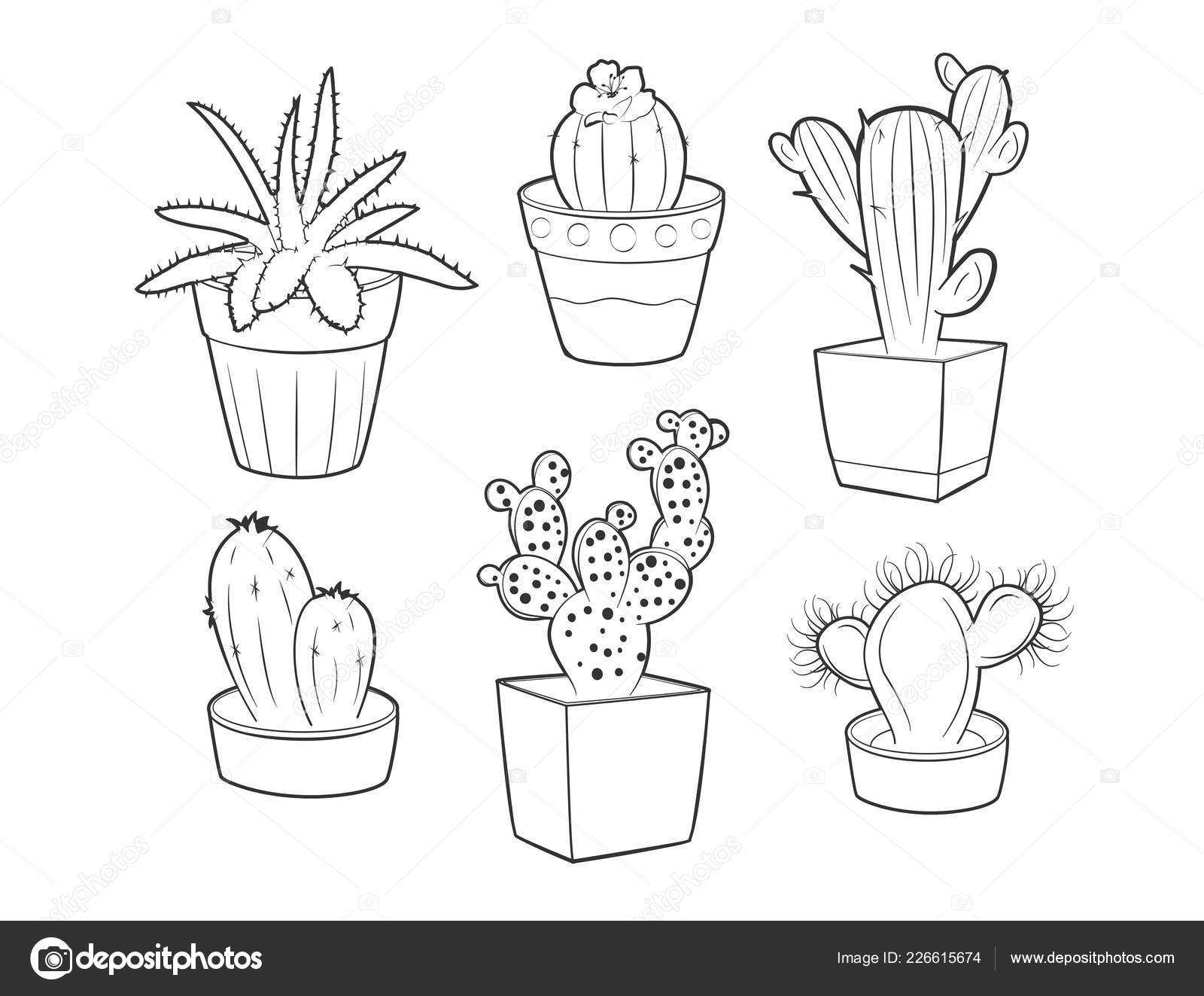 Cactussen Tekening Witte Achtergrond