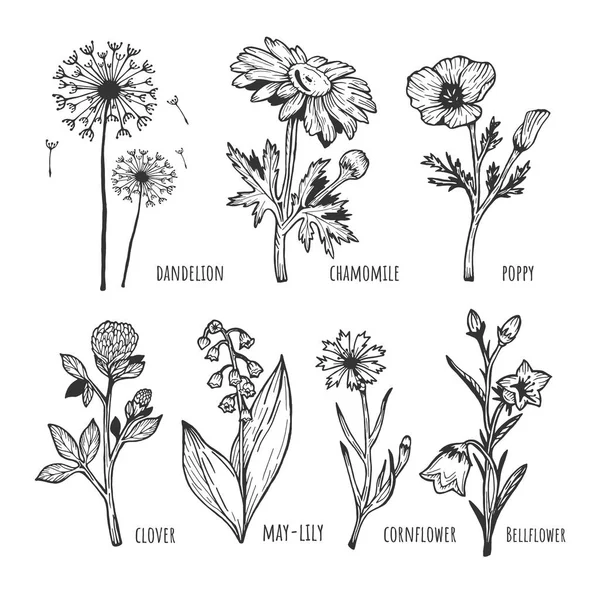 Illustrazione Vettoriale Set Fiori Primaverili Campo Diverso Tarassaco Camomilla Papavero — Vettoriale Stock