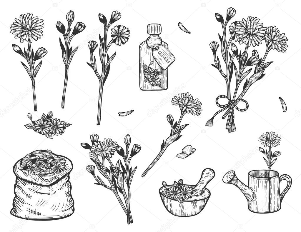 Vector illustration of calendula herb set. Branch, flowers, bush, bouquet, fragrance, pouch, treatment, remedy, mill, watering can, bag. Hand drawn vintage style.