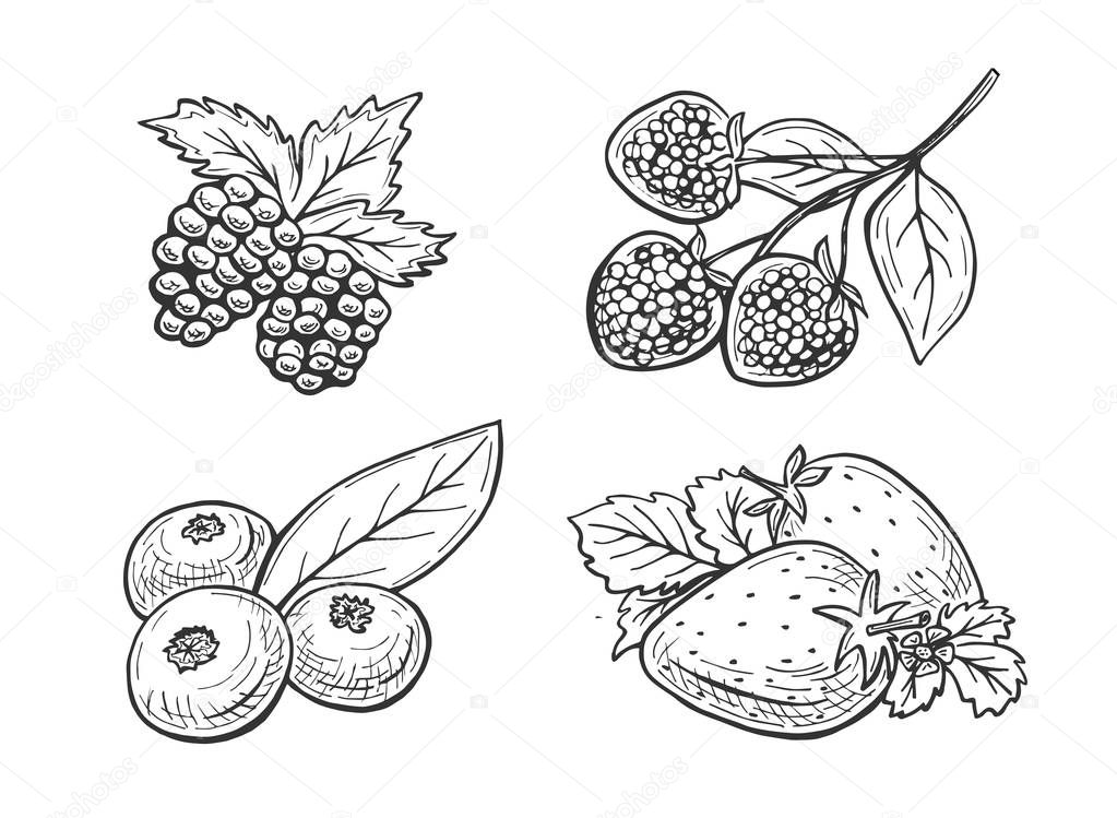 Vector illustration of berries set. Strawberry, raspberry, blueberry, blackberry in a sketchy doodle hand drawn style. 