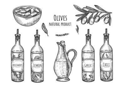Doğal zeytin ürünleri vektör çizim ayarlayın. Zeytin ve yağı biberiye, limon, biber, sarımsak, ağaç dalı ile farklı türleri bundan, olgun meyve yemek. Vintage elle çizilmiş stili.