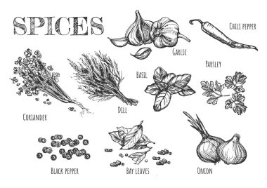 Vektör çizim baharat ayarlayın. Sarımsak, dereotu, biber, fesleğen, maydanoz, kişniş, karabiber, defne yaprağı, soğan tohumu. Vintage elle çizilmiş stili.
