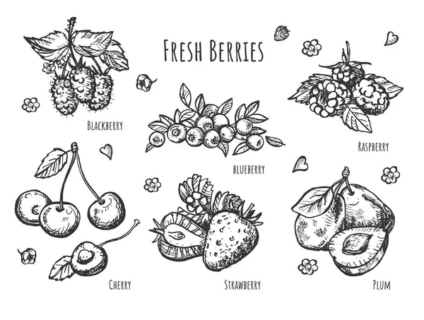 Ilustración Vectorial Del Conjunto Botánico Frutas Vista Realista Las Ramas — Archivo Imágenes Vectoriales