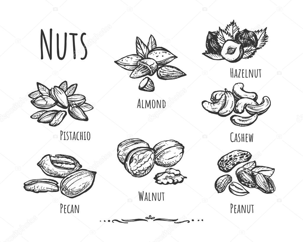 Vector illustration of healthy, wholesome food, snack set. Different types of peeled and crushed nuts such as pecan, walnut, peanut, pistachio, cashew, almond, hazelnut. Vintage hand drawn style.
