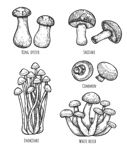 Inzameling van eetbare paddestoelen met belettering — Stockvector