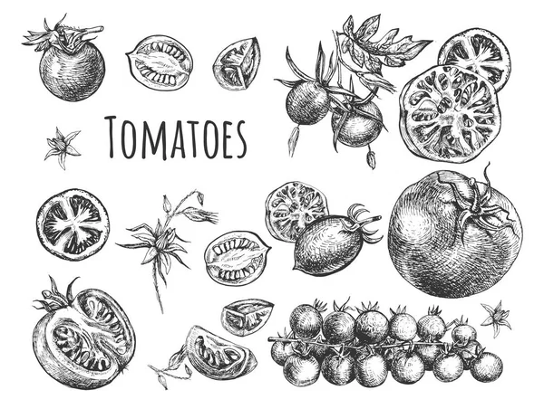 Corte y composición de tomates enteros — Vector de stock