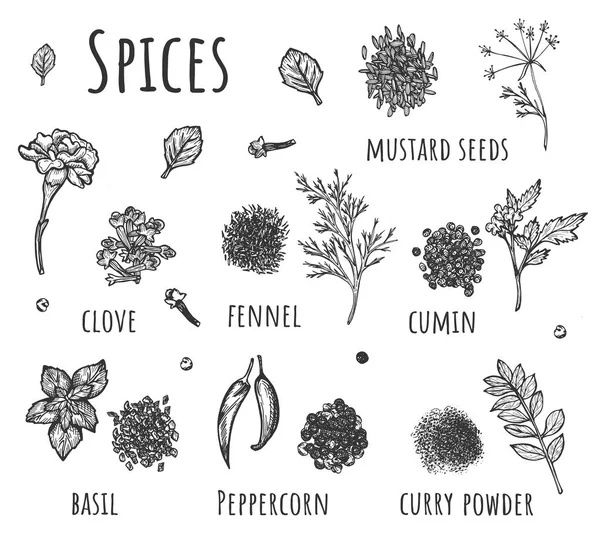 Conjunto desenhado à mão de ervas e especiarias da cozinha —  Vetores de Stock