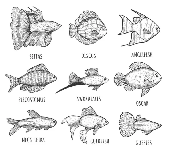 Kolekcja ryb akwariowych na białym tle — Wektor stockowy