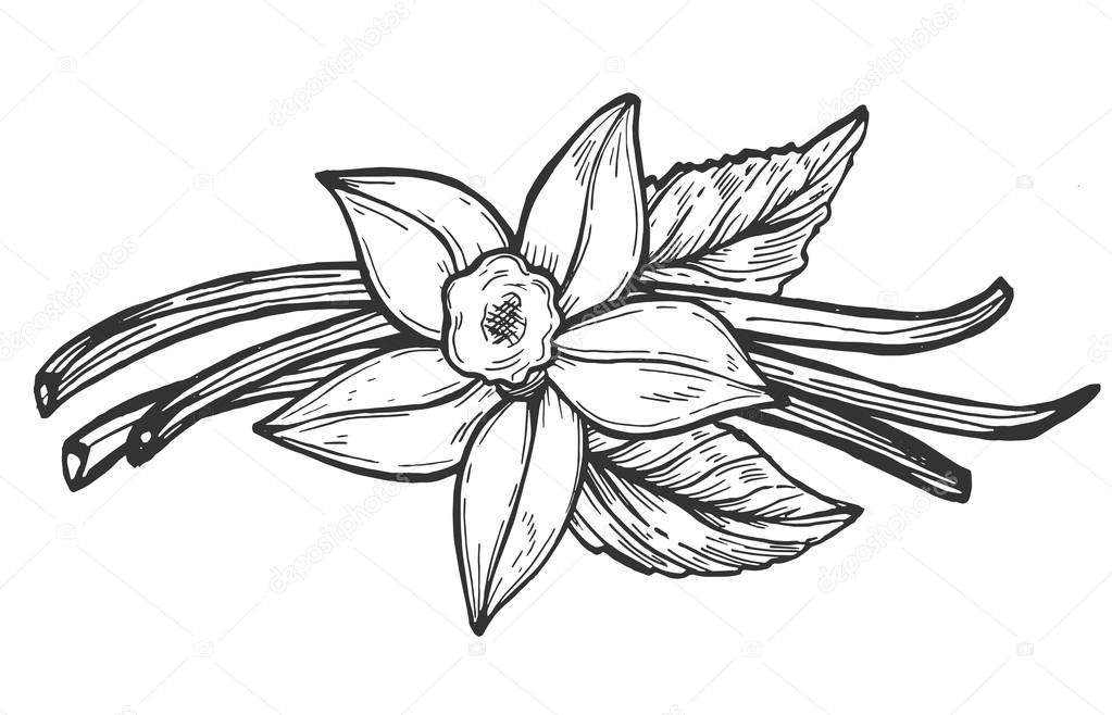 Vector illustration of floral composition. Realistic vanilla flower blossom bud, leaves and bean. Exotic Asian spice for dessert, bakery or perfume industry. Vintage hand drawn style.