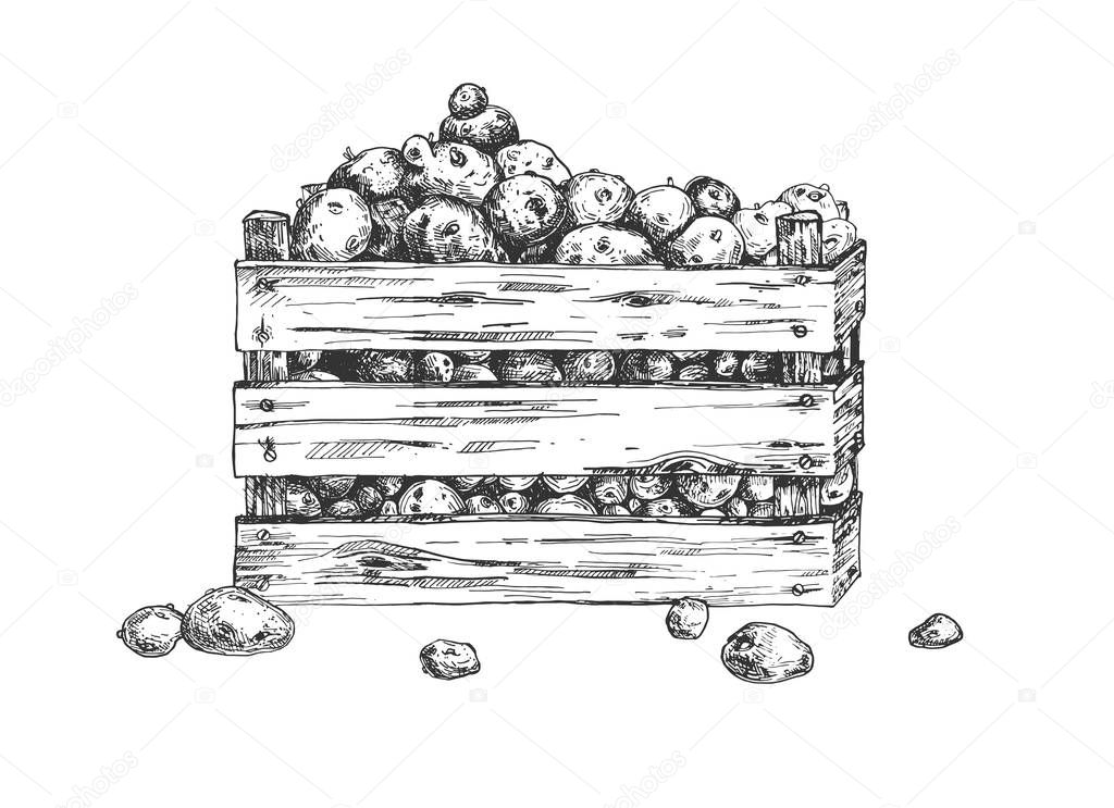 Potatoes in wooden crate box sketch