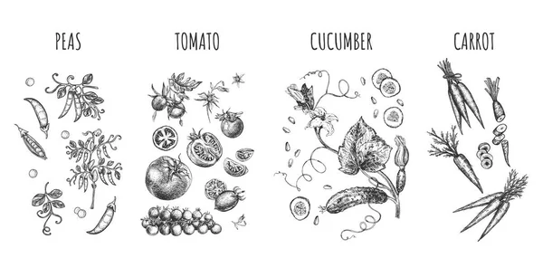 Vector Ilustración Los Agricultores Mercado Conjunto Verduras Jardín Guisantes Tomate — Archivo Imágenes Vectoriales