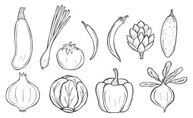 Taslak sebzelerin vektör çizimi. Kabak, kereviz, domates, acı ve tatlı dolma biber, enginar, salatalık, soğan, lahana ve pancar. Klasik el çizimi biçimi.