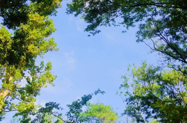 Sonbahar güneşi parlayan ve yeşil yaprakları yansıtan ağaçlar.