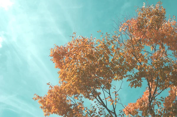 Μπλε Φθινοπωρινός Ουρανός Και Φύλλα Σφενδάμου Γίνονται Σταδιακά Κόκκινα — Φωτογραφία Αρχείου