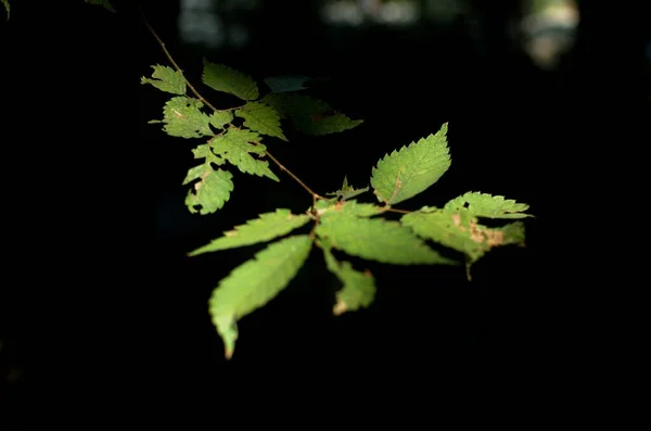 Träd Med Höstsolljus Som Lyser Och Reflekterar Gröna Blad — Stockfoto