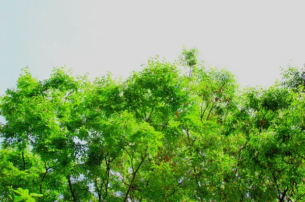 Árvores Que Adicionam Mais Verde Recebendo Céu Azul Luz Solar — Fotografia de Stock