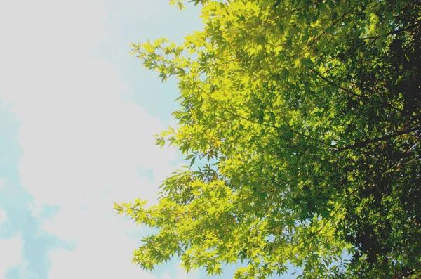 Träd Som Ger Mer Grönska Genom Att Emot Den Blå — Stockfoto