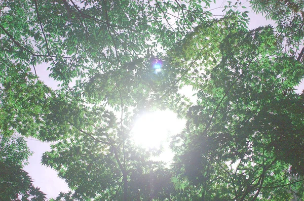 Stromy Které Přidávají Více Zeleně Tím Obdrží Modré Nebe Teplé — Stock fotografie