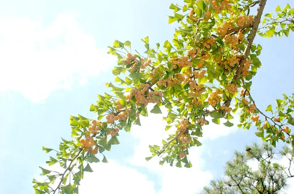 Frukterna Träden Dröjer Långsamt Hösten Blå Himmel Och Varmt Solljus — Stockfoto