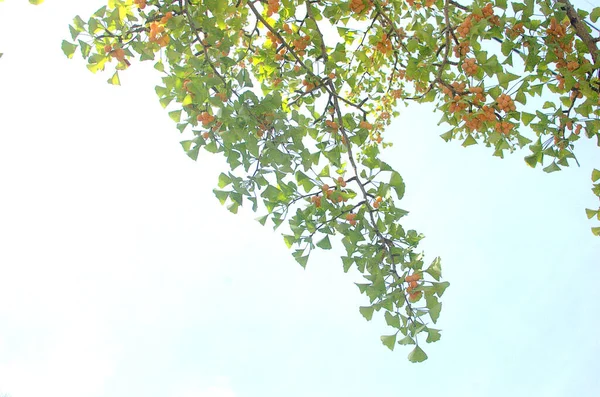 Träd Som Ger Mer Grönska Genom Att Emot Den Blå — Stockfoto