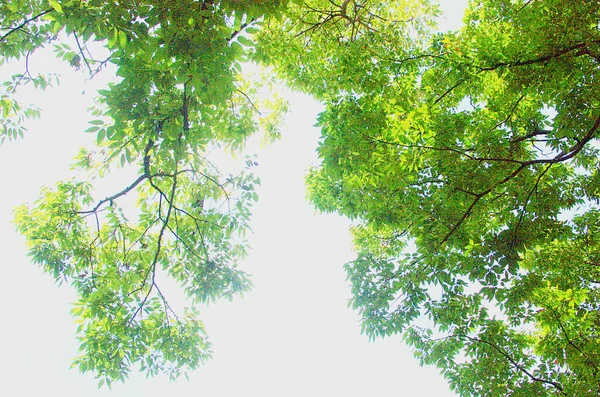 Árvores Que Adicionam Mais Verde Recebendo Céu Azul Luz Solar — Fotografia de Stock