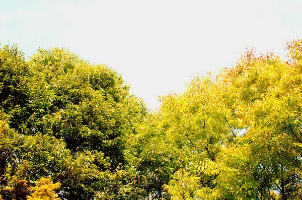 Träd Som Avger Rödaktigt Lövverk Höstens Blå Himmel Och Varmt — Stockfoto